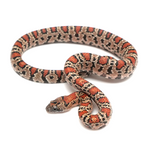 Durango Mountain Kingsnake