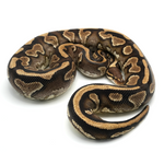 Phantom Yellow Belly 100 % het Clown Ball Python