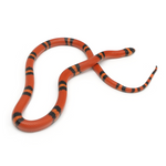 Super Hypo Tangerine Honduran Milk Snake