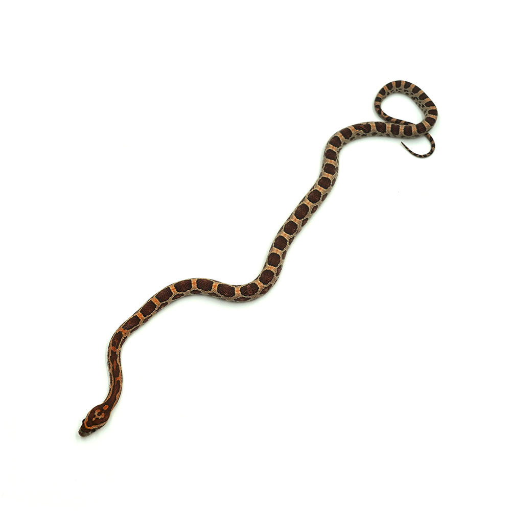 Normal Corn Snake