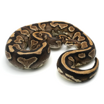 Phantom Yellow Belly 100 % het Clown Ball Python