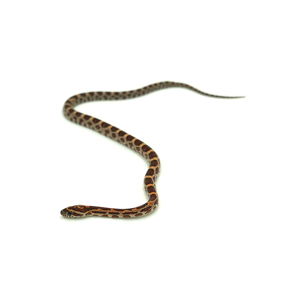 Normal Corn Snake