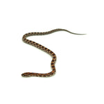 Normal Corn Snake
