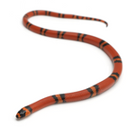 Super Hypo Tangerine Honduran Milk Snake