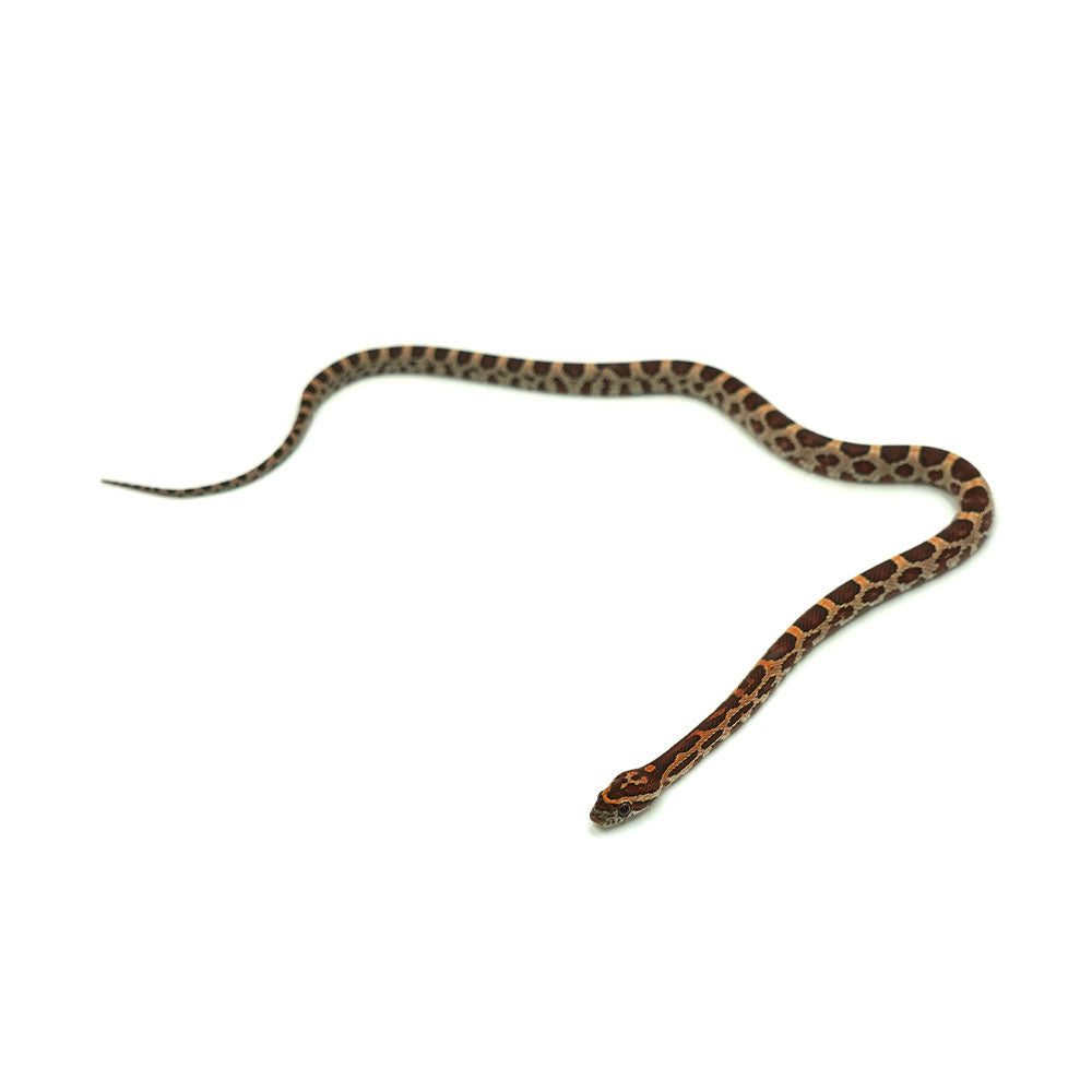 Normal Corn Snake