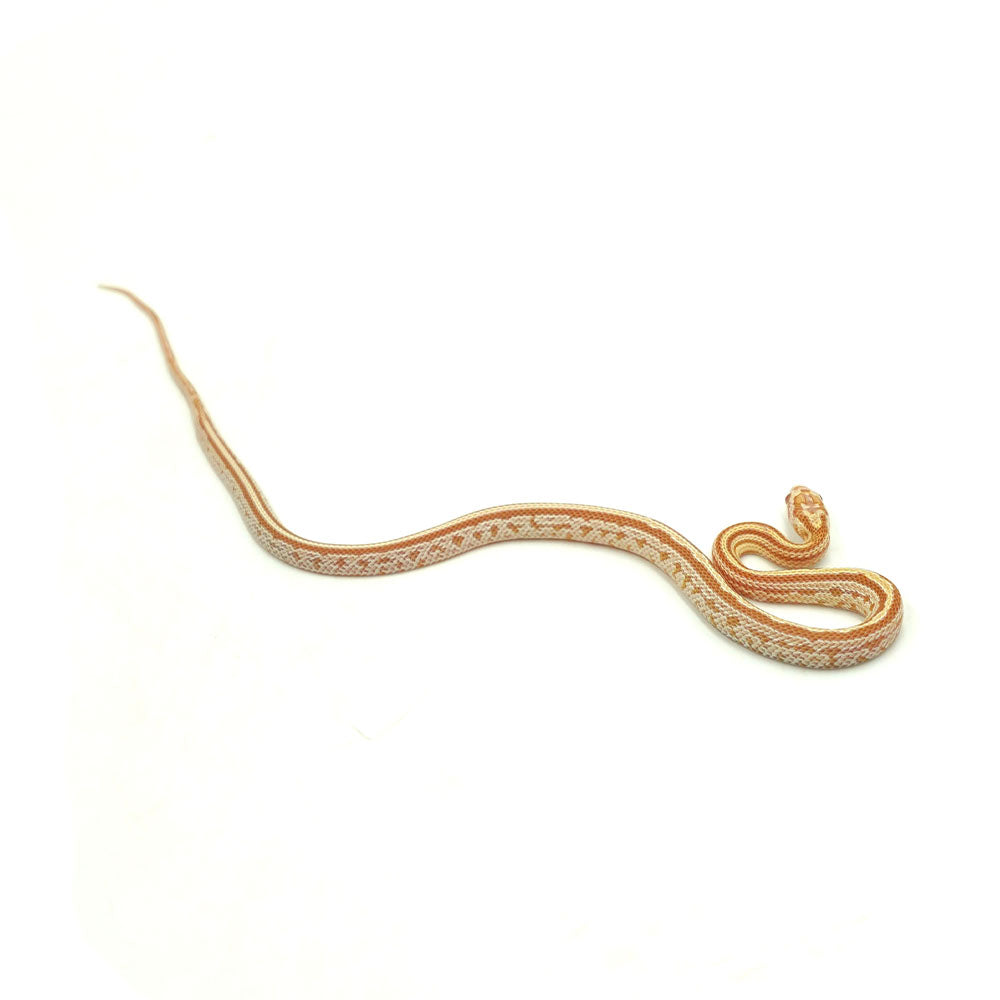 Butter Tessera Corn Snake