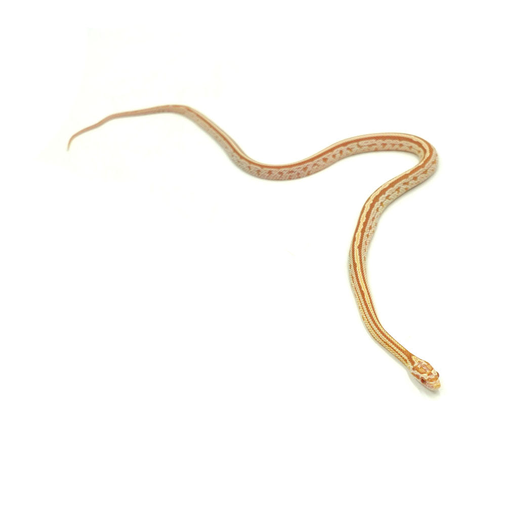 Butter Tessera Corn Snake