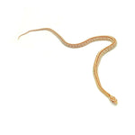 Butter Tessera Corn Snake