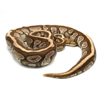 Lesser Spotnose Ball Python