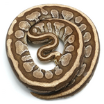 Lesser Spotnose Ball Python