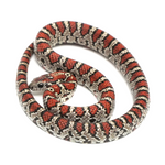 Durango Mountain Kingsnake