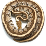 Lesser Spotnose Ball Python
