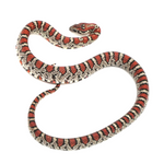 Durango Mountain Kingsnake