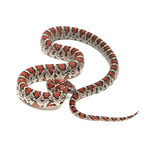 Durango Mountain Kingsnake