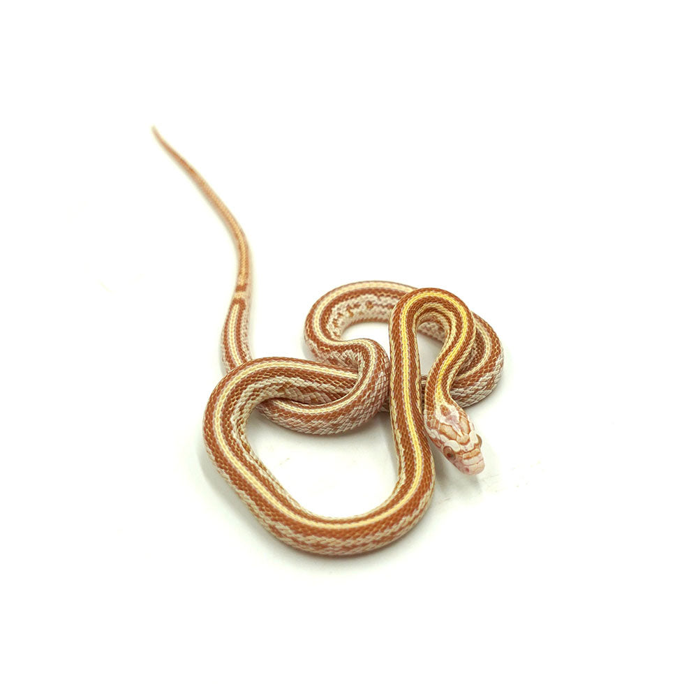 Butter Tessera Corn Snake