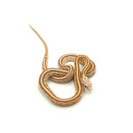 Butter Tessera Corn Snake