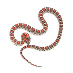 Durango Mountain Kingsnake