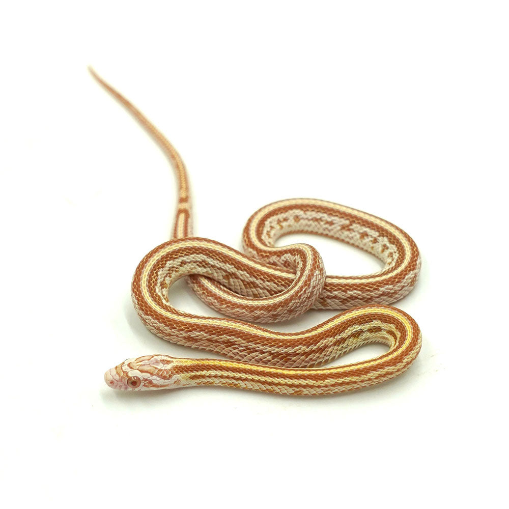 Butter Tessera Corn Snake