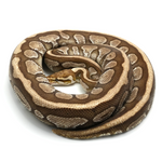 Lesser Spotnose Ball Python