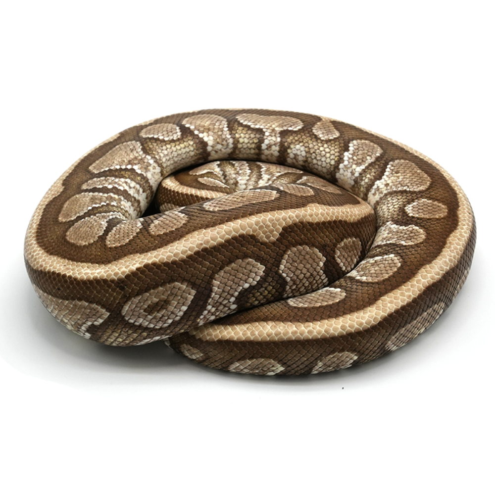 Lesser Spotnose Ball Python