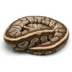 Lesser Spotnose Ball Python