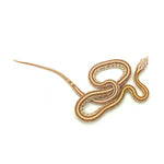 Butter Tessera Corn Snake