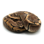 Woma Ball Python