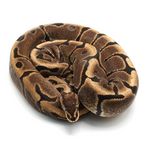 Woma Ball Python
