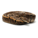 Woma Ball Python