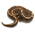 Woma Ball Python