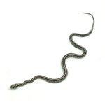 Anery Tessera Corn Snake