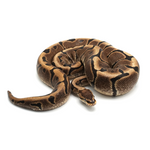 Woma Ball Python