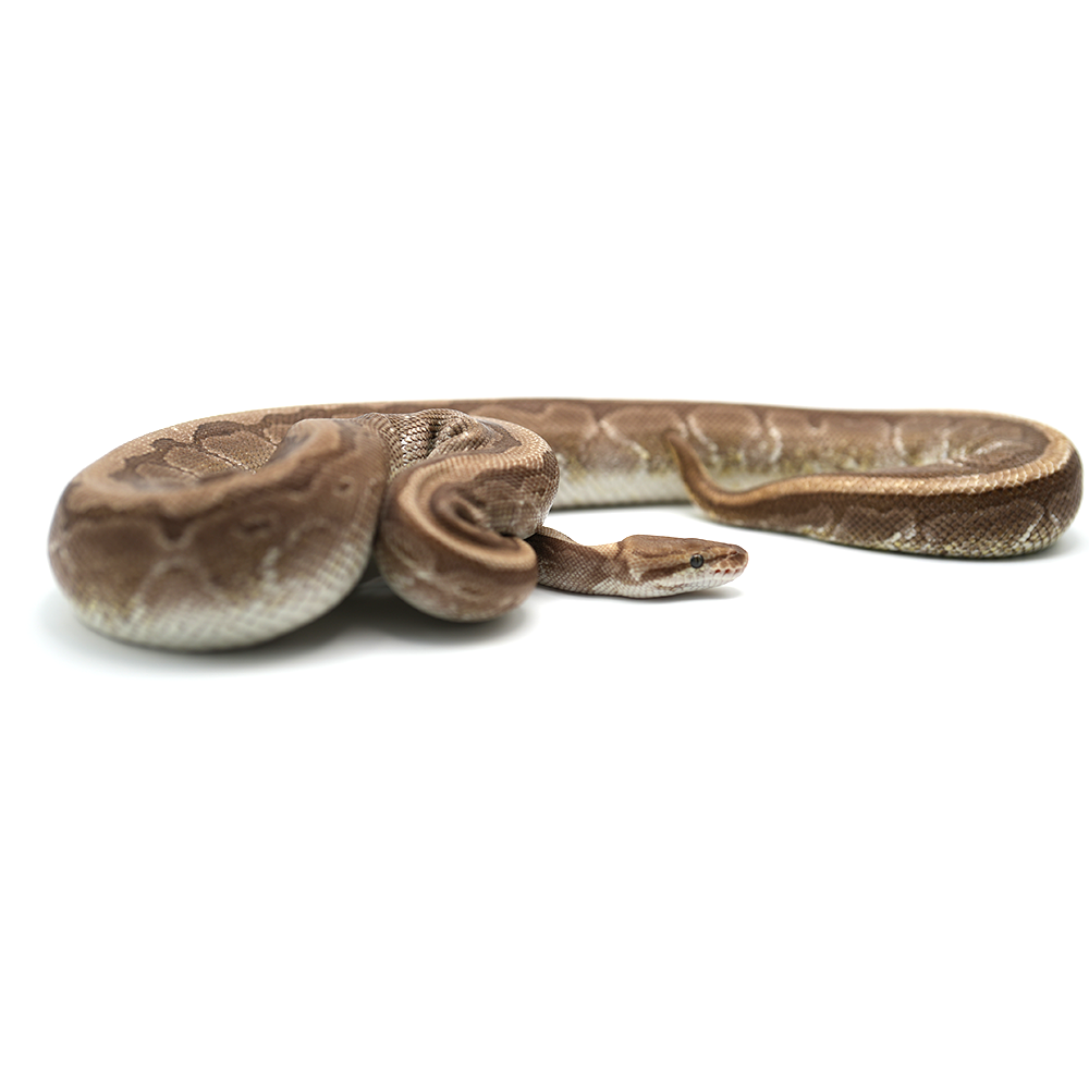 Kingpin 100 % het Desert Ghost Ball Python