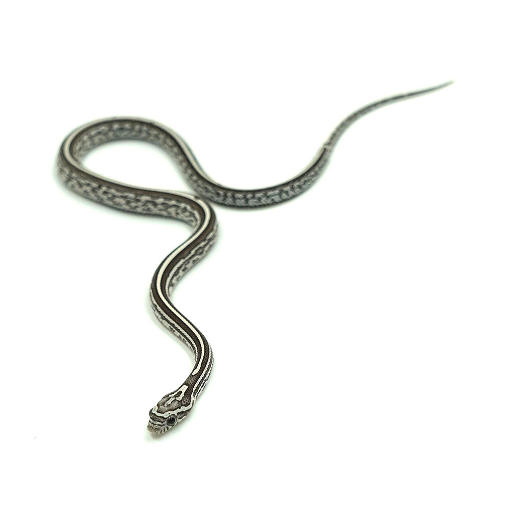 Anery Tessera Corn Snake