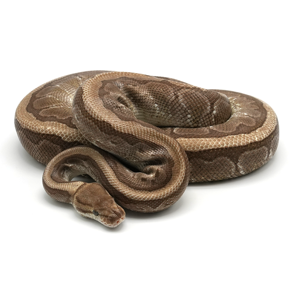 Kingpin 100 % het Desert Ghost Ball Python