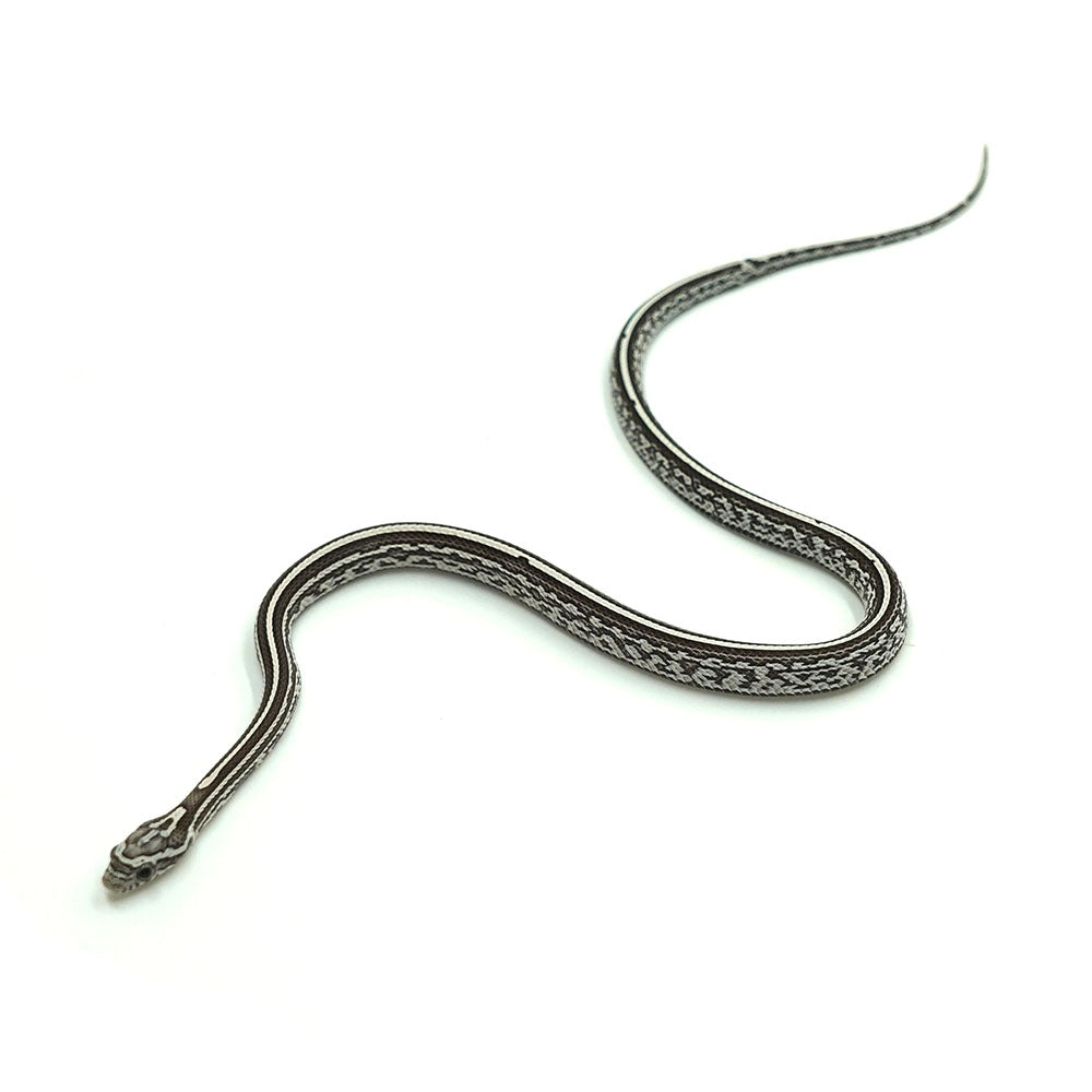 Anery Tessera Corn Snake