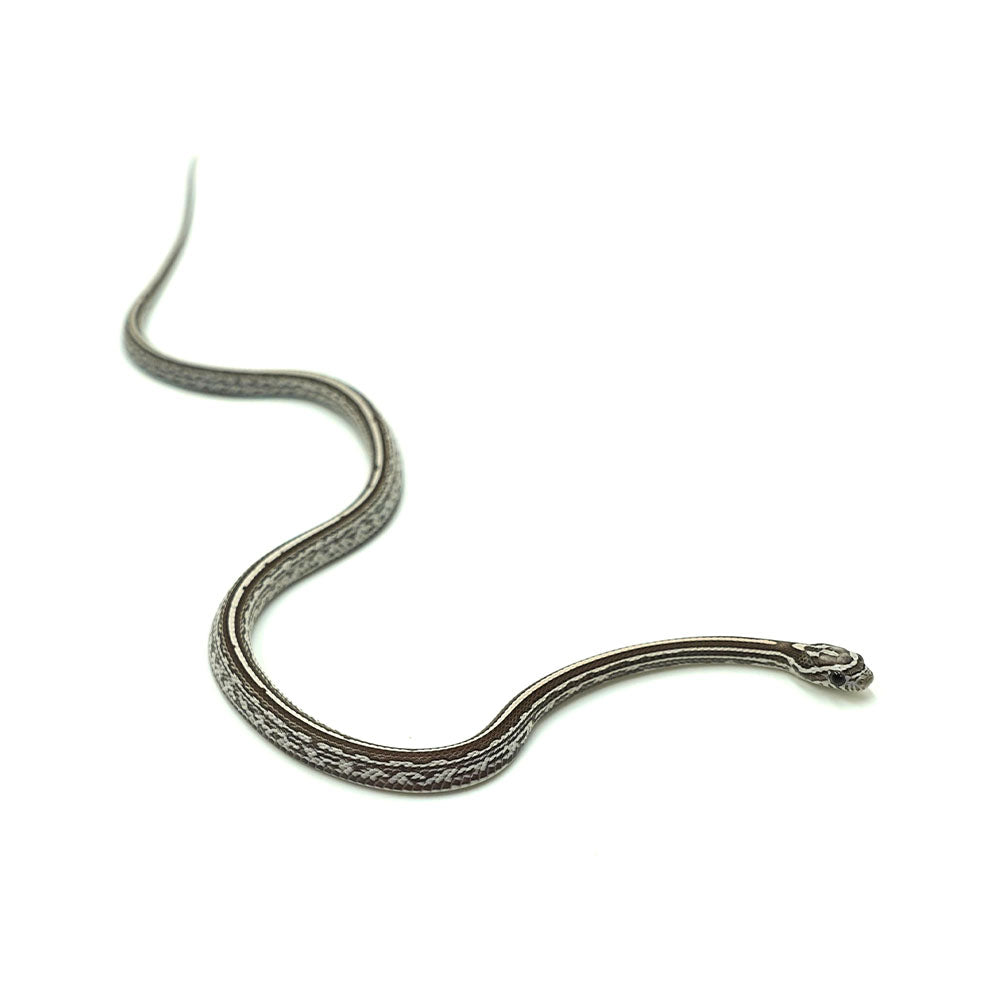 Anery Tessera Corn Snake