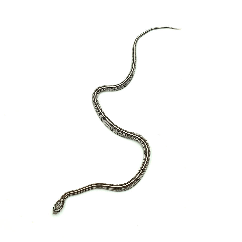 Anery Tessera Corn Snake
