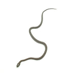 Anery Tessera Corn Snake