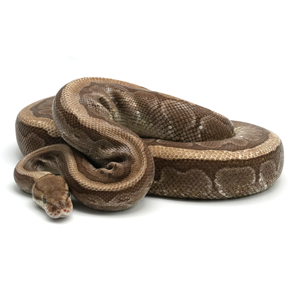 Kingpin 100 % het Desert Ghost Ball Python
