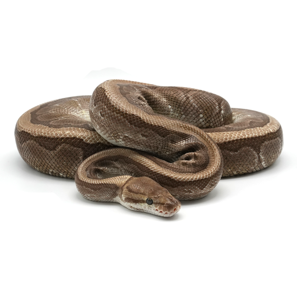 Kingpin 100 % het Desert Ghost Ball Python