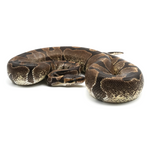 Enchi Ball Python