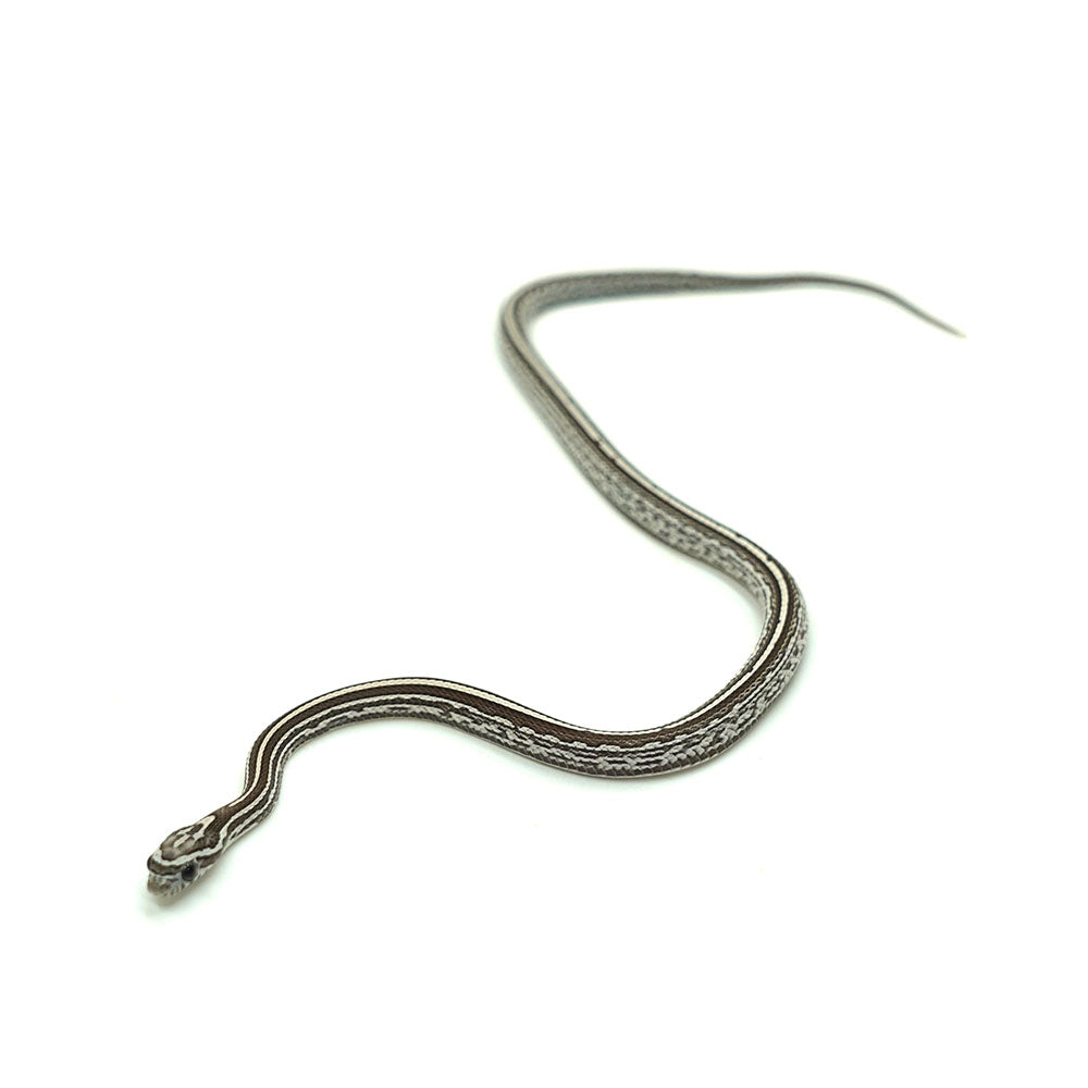 Anery Tessera Corn Snake
