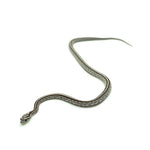 Anery Tessera Corn Snake