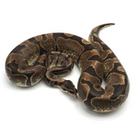 Enchi Ball Python