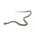 Anery Tessera Corn Snake
