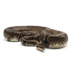 Enchi Ball Python