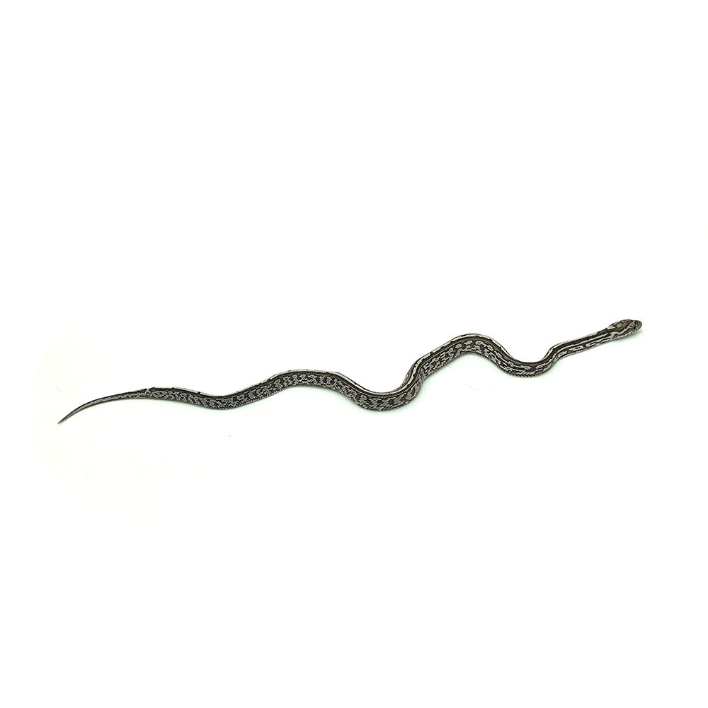 Anery Tessera Corn Snake