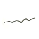 Anery Tessera Corn Snake