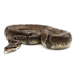 Enchi Ball Python